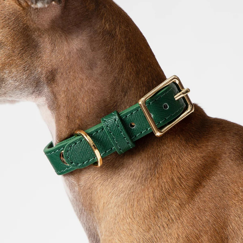 Classic Leather Dog Collar