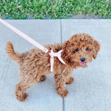 Pale Pink Harness