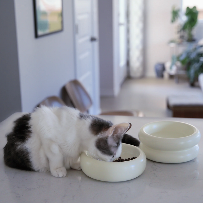 Halo Cat Bowl