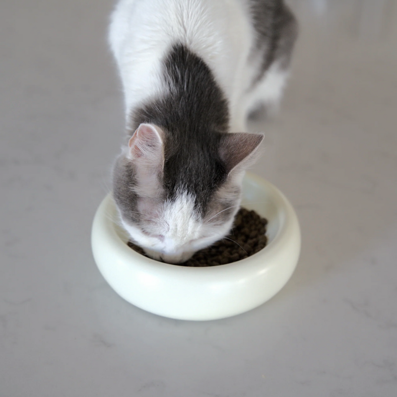 Halo Cat Bowl