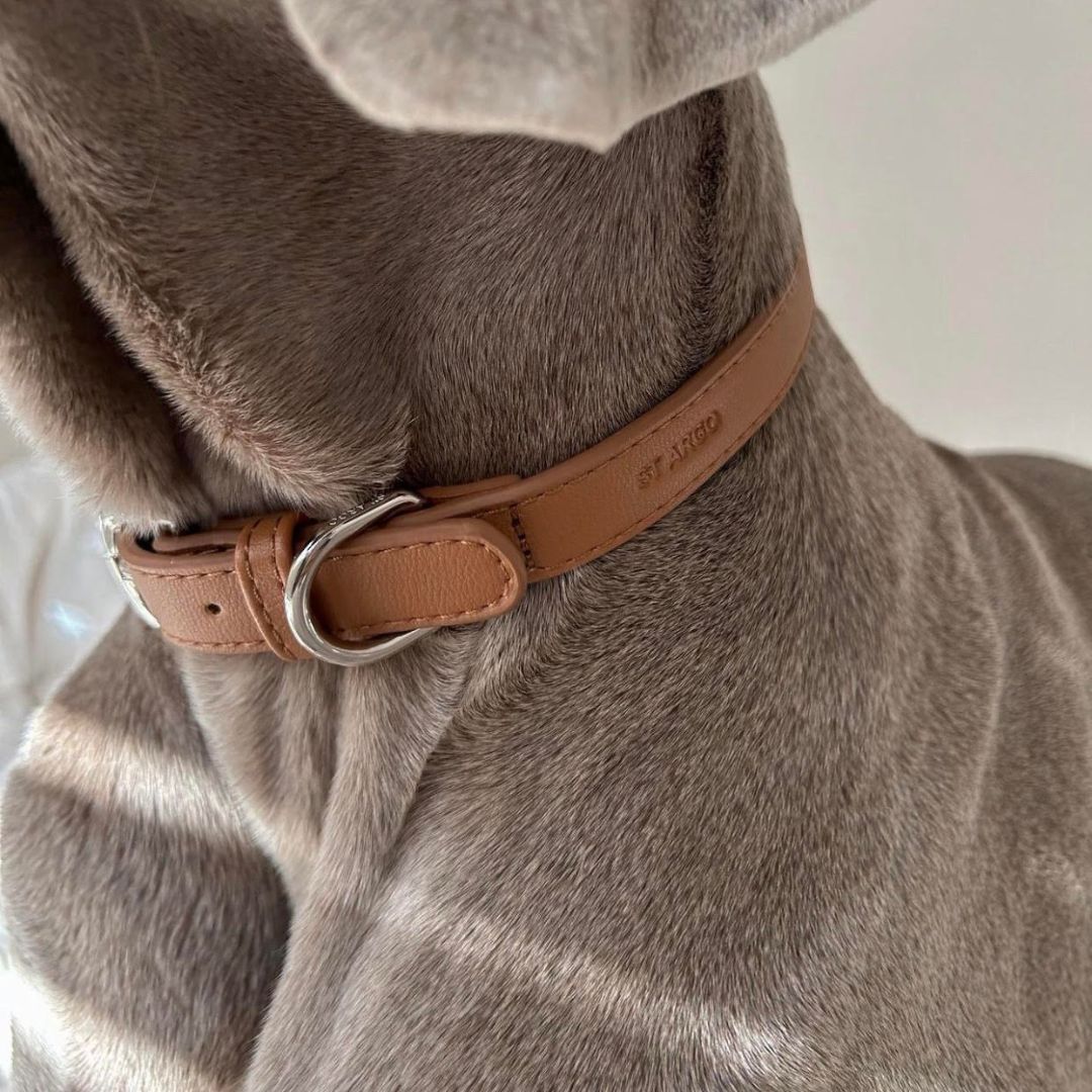 St Argo Vegan Leather Dog Collar - Tan | Pets of Ponsonby